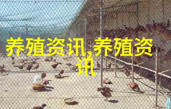 鸡来了唐人街的中国家禽店被包围了