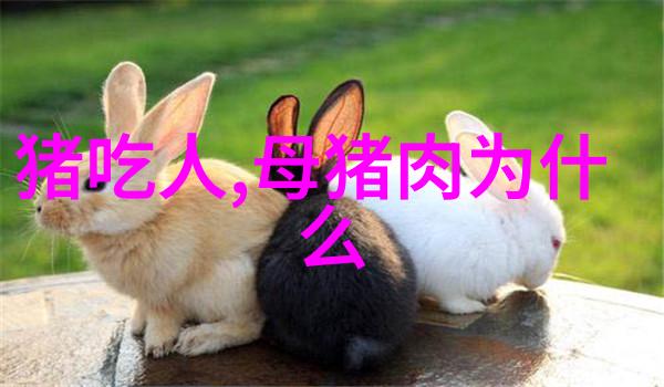 猪生病了怎么半