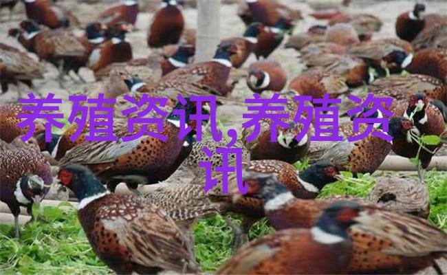 西秀区启动森林种鸡精准扶贫项目的众筹活动